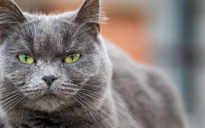 WHITHEY IL GATTO DA UN QUARTO DI DOLLARO