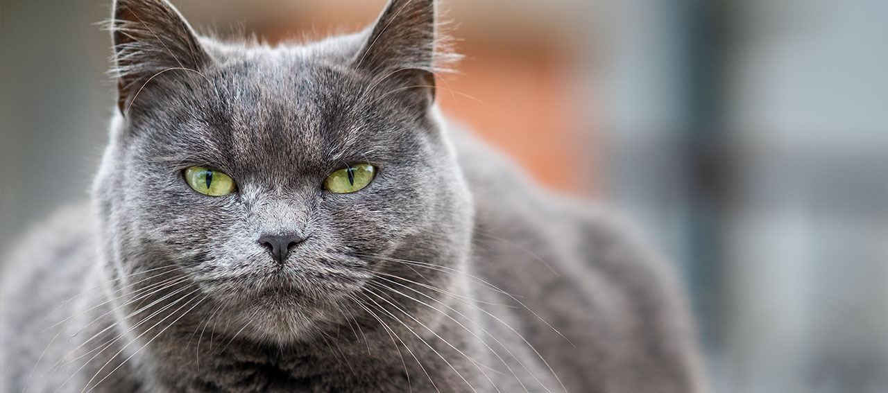 WHITHEY IL GATTO DA UN QUARTO DI DOLLARO